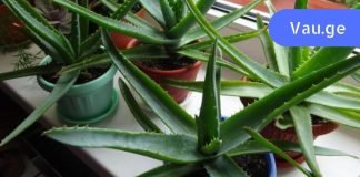 რა უნდა იცოდეთ ალოე ვერას წვენის შესახებ