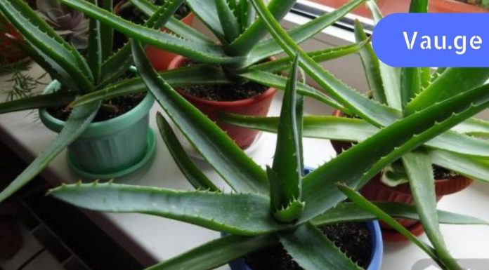 რა უნდა იცოდეთ ალოე ვერას წვენის შესახებ