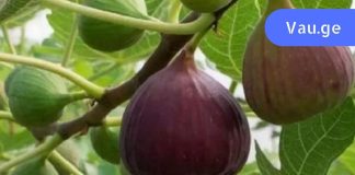 მე გასწავლით როგორ აარჩიოთ ლეღვი სწორად ,მას შეუძლია თირკმლის ქვების დაშლაც კი,გაიგეთ მის სხვა თვისებების შესახებ.