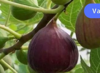 მე გასწავლით როგორ აარჩიოთ ლეღვი სწორად ,მას შეუძლია თირკმლის ქვების დაშლაც კი,გაიგეთ მის სხვა თვისებების შესახებ.