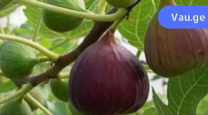 მე გასწავლით როგორ აარჩიოთ ლეღვი სწორად ,მას შეუძლია თირკმლის ქვების დაშლაც კი,გაიგეთ მის სხვა თვისებების შესახებ.