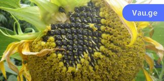 რატომ არის ასე მნიშვნელოვანი ქალებისთვის მზესუმზირის მოხმარება?