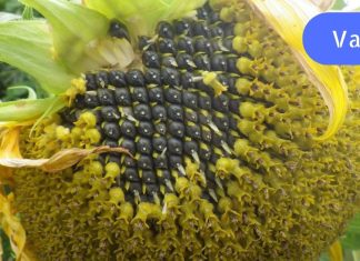 რატომ არის ასე მნიშვნელოვანი ქალებისთვის მზესუმზირის მოხმარება?