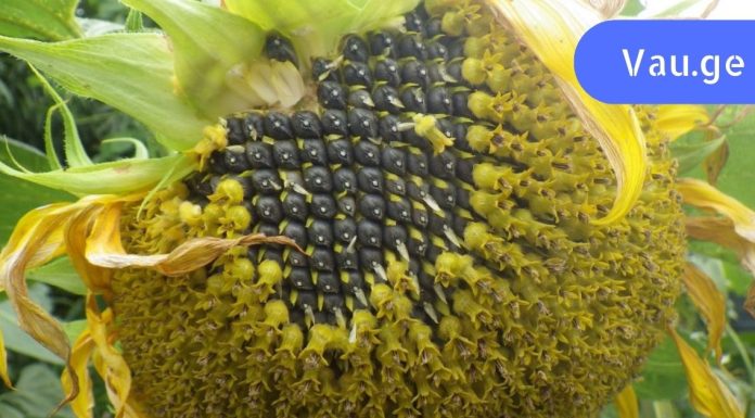 რატომ არის ასე მნიშვნელოვანი ქალებისთვის მზესუმზირის მოხმარება?