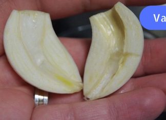 ნიორი დავჭერი და ბირთვი ამოვიღე. როცა გაიგებ რატომაც, შენც ასე მოიქცევი!