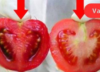 ყოველდღე ჩვენ ვჭამთ შხამს! აი, როგორ განვსაზღვროთ განსხვავება გენმოდიფიცირებულსა და ნატურალურ პომიდორს შორის.