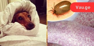 თუ თქვენს შინაურ ცხოველებს უყვართ თქვენს საწოლში ძილი, ეს უნდა გაითვალისწინოთ!