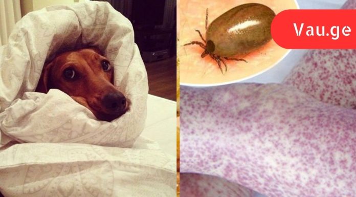 თუ თქვენს შინაურ ცხოველებს უყვართ თქვენს საწოლში ძილი, ეს უნდა გაითვალისწინოთ!