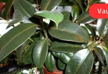 სასწაულმოქმედი მცენარის სამკურნალო თვისებები. ამიტომ ფიკუსი ღირს ყველას სახლში იყოს!