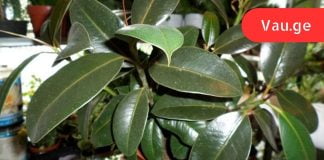 სასწაულმოქმედი მცენარის სამკურნალო თვისებები. ამიტომ ფიკუსი ღირს ყველას სახლში იყოს!