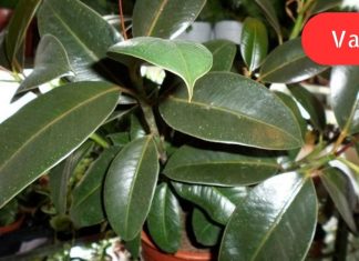 სასწაულმოქმედი მცენარის სამკურნალო თვისებები. ამიტომ ფიკუსი ღირს ყველას სახლში იყოს!