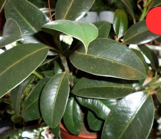 სასწაულმოქმედი მცენარის სამკურნალო თვისებები. ამიტომ ფიკუსი ღირს ყველას სახლში იყოს!