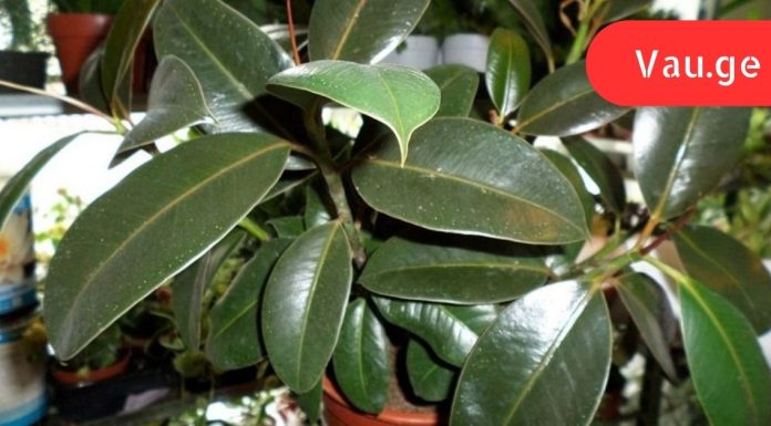 სასწაულმოქმედი მცენარის სამკურნალო თვისებები. ამიტომ ფიკუსი ღირს ყველას სახლში იყოს!