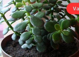 ეს სამკურნალო მცენარე ყველას სახლში იზრდება. ისწავლეთ მისი სწორად გამოყენება!