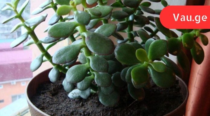 ეს სამკურნალო მცენარე ყველას სახლში იზრდება. ისწავლეთ მისი სწორად გამოყენება!