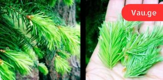 პროფესორ ეფიმოვის ოქროს რეცეპტი: სასმელი, რომელსაც სამართლიანად უწოდებენ ახალგაზრდობის ელექსირს.