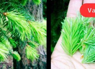 პროფესორ ეფიმოვის ოქროს რეცეპტი: სასმელი, რომელსაც სამართლიანად უწოდებენ ახალგაზრდობის ელექსირს.