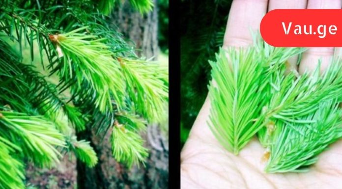 პროფესორ ეფიმოვის ოქროს რეცეპტი: სასმელი, რომელსაც სამართლიანად უწოდებენ ახალგაზრდობის ელექსირს.