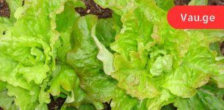 10 მტკიცებულება იმისა, რომ სალათის ფოთოლი განსაკუთრებით კარგია ჯანმრთელობისთვის.