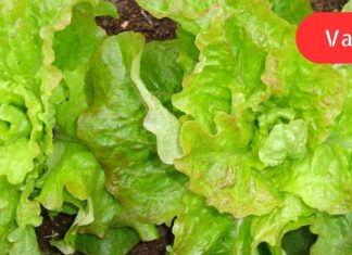 10 მტკიცებულება იმისა, რომ სალათის ფოთოლი განსაკუთრებით კარგია ჯანმრთელობისთვის.