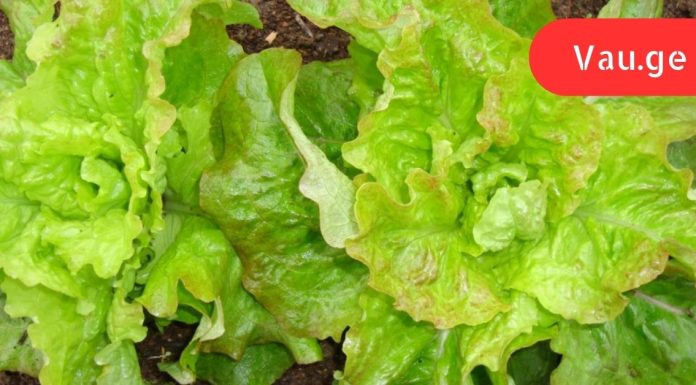 10 მტკიცებულება იმისა, რომ სალათის ფოთოლი განსაკუთრებით კარგია ჯანმრთელობისთვის.