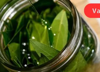 ასი დაავადების სასწაულმოქმედი საშუალება: დაფნის ზეთის წარმოუდგენელი თვისებები.