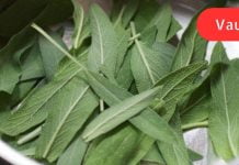 5 სანელებელი, რომელიც ანადგურებს ბაქტერიებს და აძლიერებს იმუნურ სისტემას.