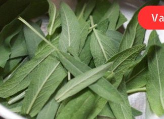 5 სანელებელი, რომელიც ანადგურებს ბაქტერიებს და აძლიერებს იმუნურ სისტემას.