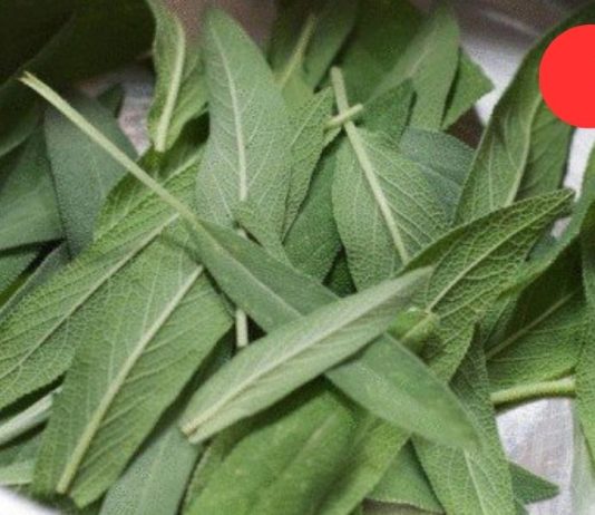 5 სანელებელი, რომელიც ანადგურებს ბაქტერიებს და აძლიერებს იმუნურ სისტემას.