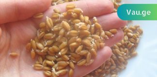 ამას ვერასოდეს დავიჯერებდი,მარცვლეული ჩვენი ჯანმრთელობის სადარაჯოზე ყოფილა.