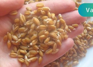 ამას ვერასოდეს დავიჯერებდი,მარცვლეული ჩვენი ჯანმრთელობის სადარაჯოზე ყოფილა.